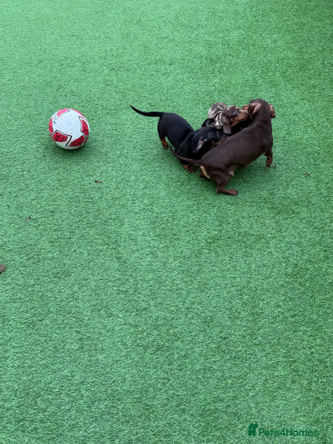 Miniature Dachshund dogs for sale: Beautiful dachshund puppies  - Advert 7