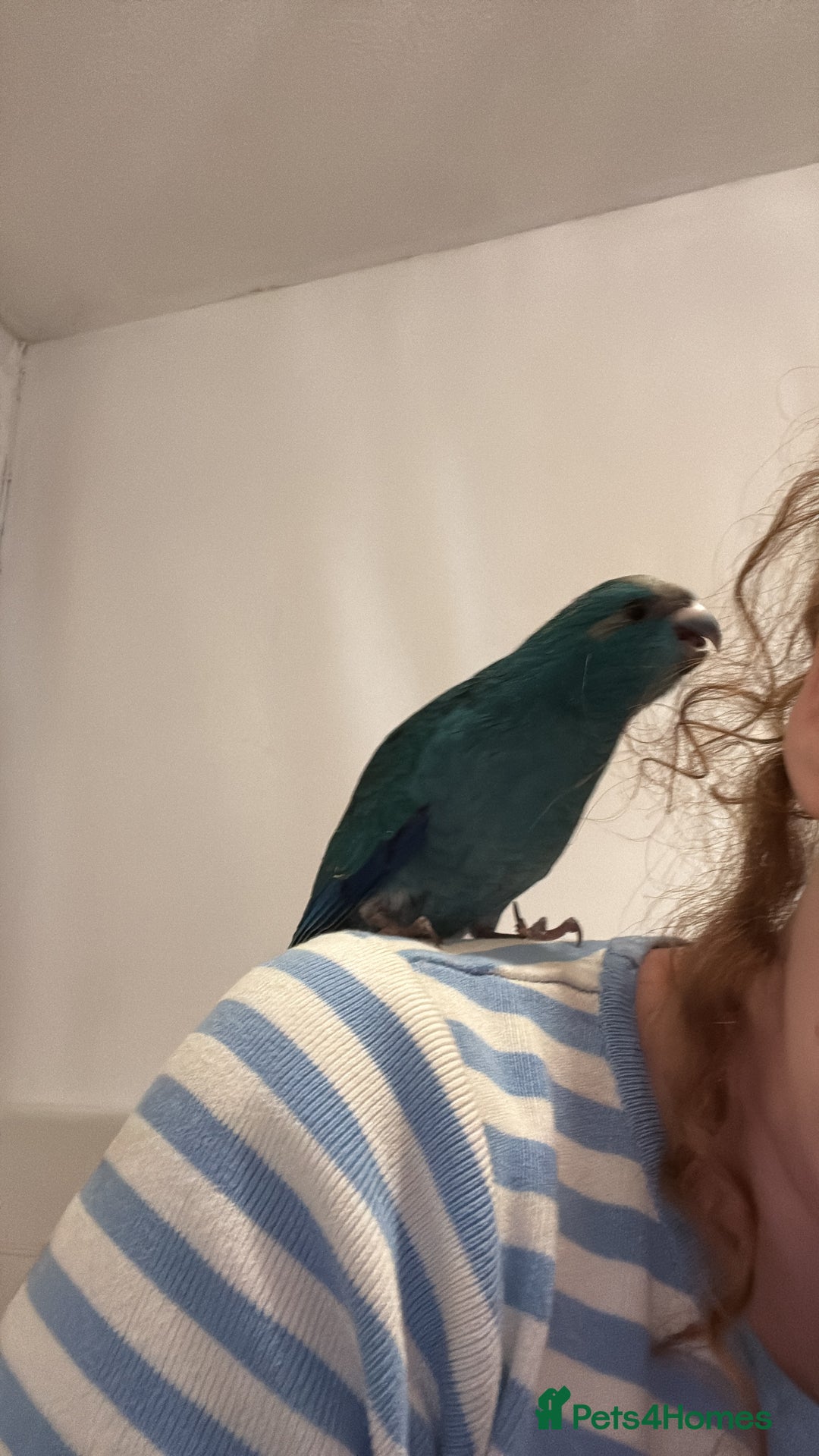 Cockatoo birds for sale: Two hand tame kakarikis bonded pair - Advert 4