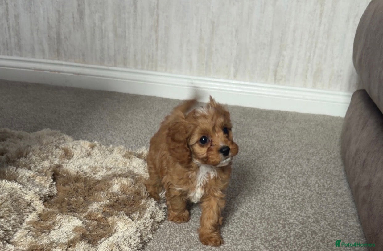 Cavapoo dogs READY NOW F1’S & 🥰dna health clear parents,💙🩷  - Advert 2