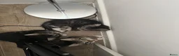 British Longhair cats for sale: 7 beautiful kittens ready for new homes  - Advert 9