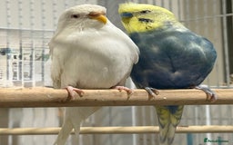Budgerigars birds for sale: Budgies for sale bonded pair  - Advert 7