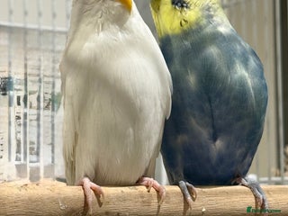 Budgerigars birds Budgies for sale bonded pair - Advert 1