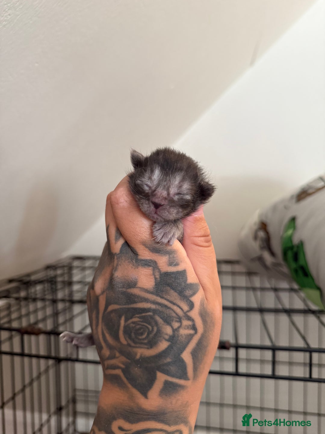 Maine Coon cats for sale: Beautiful Mainecoon Cross Babies - Image 2