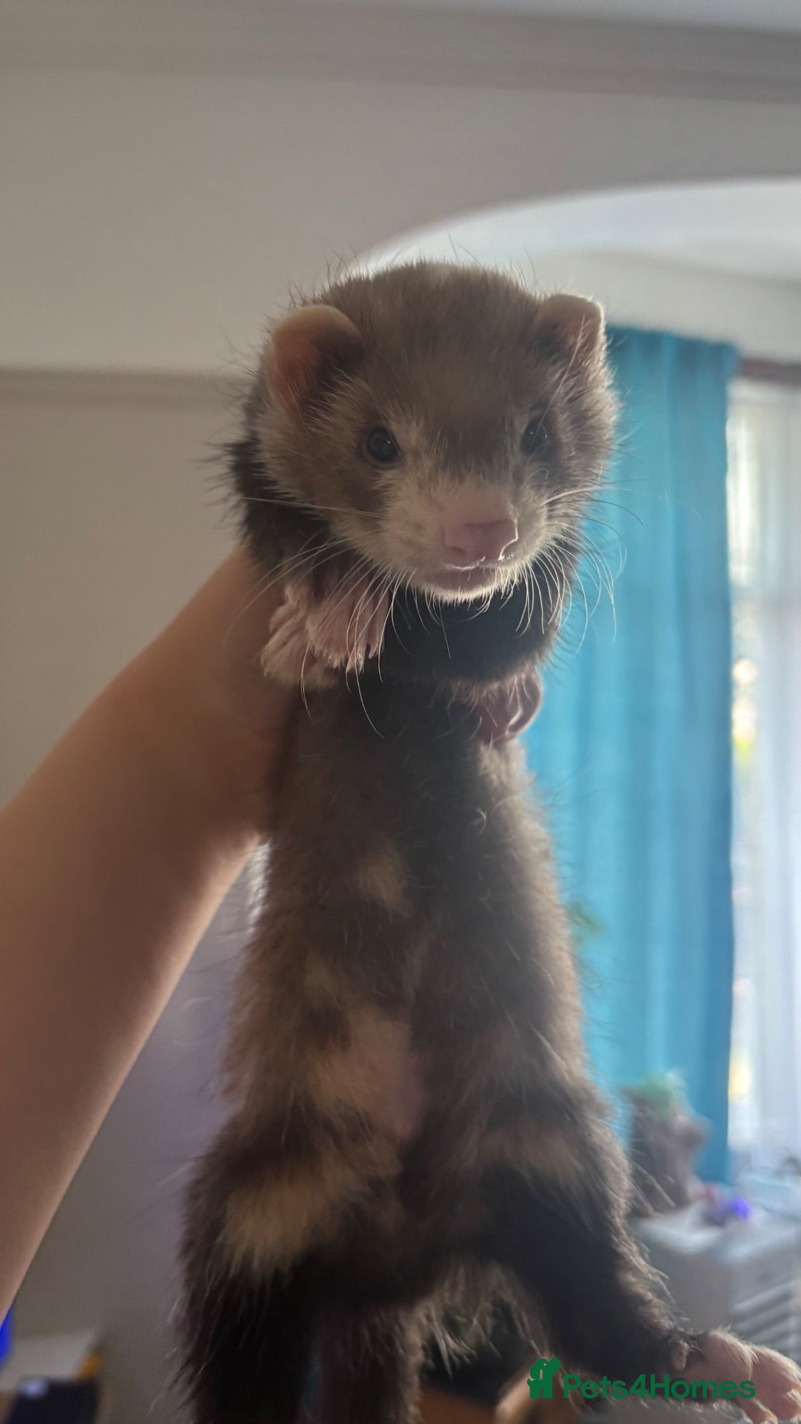 Ferret rodents 2 semi angora cross hobs ready to go now  - Advert 2