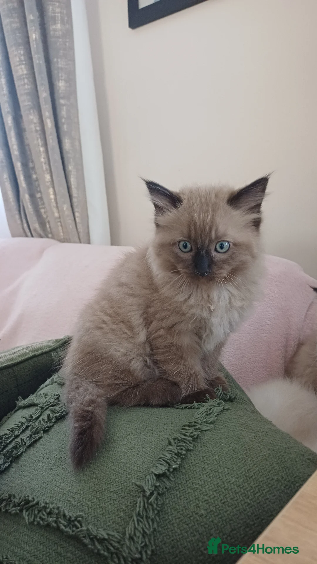 Ragdoll cats for sale: 5 Ragdoll Kittens (Girls) in Plymouth - Advert 9