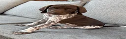 German Shorthaired Pointer dogs for sale: Ready to Leave 1 Male Left Otti 🐾🩵 - Advert 9