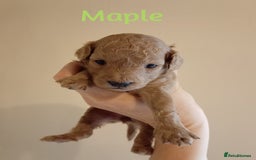 Cockapoo dogs for sale: Naturally-reared Red/Apricot F1b Cockapoos - Image 4