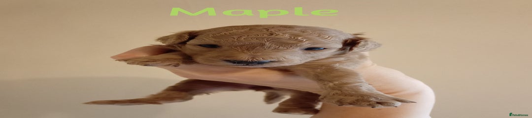Maple
