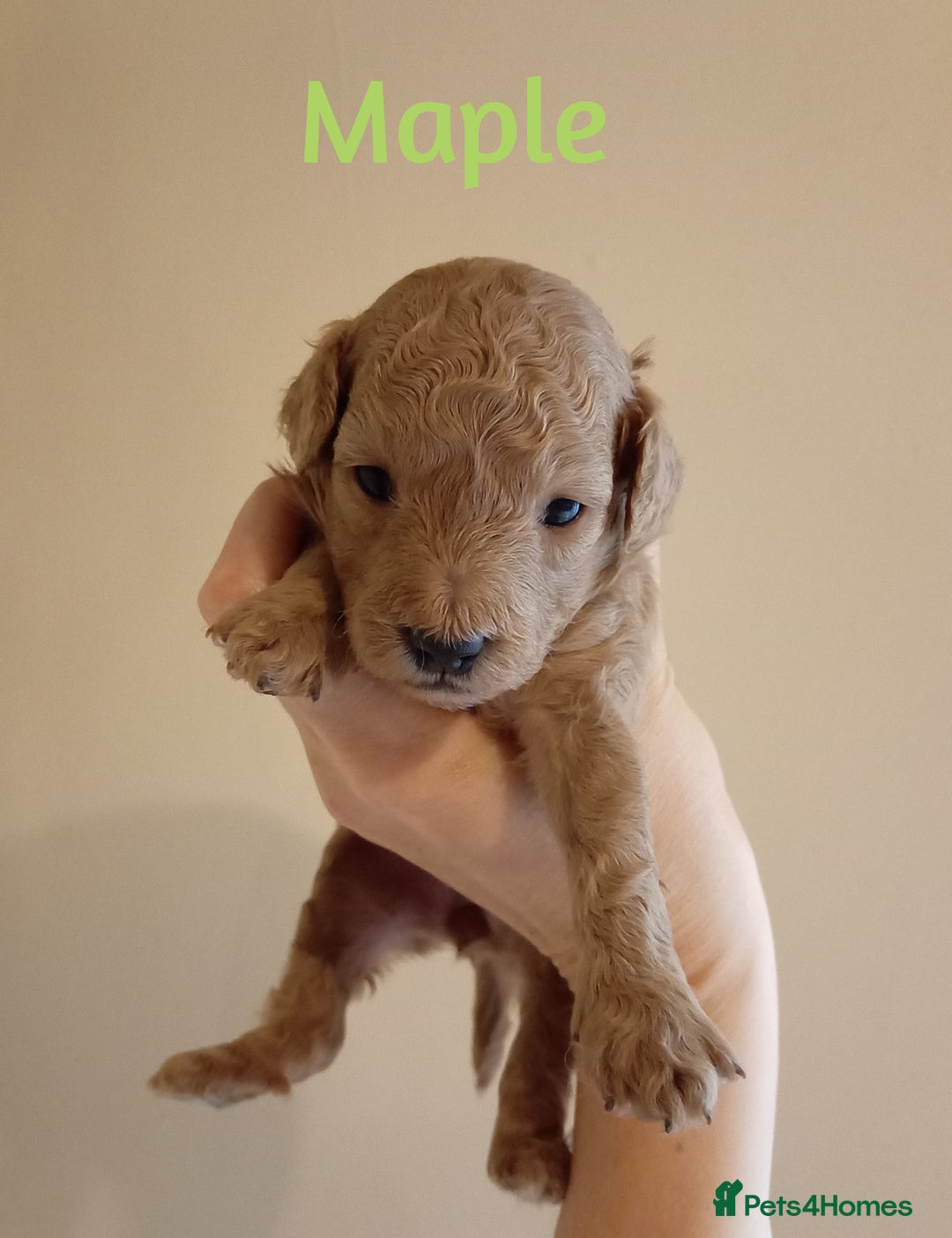Cockapoo dogs for sale: Naturally-reared Red/Apricot F1b Cockapoos - Image 4