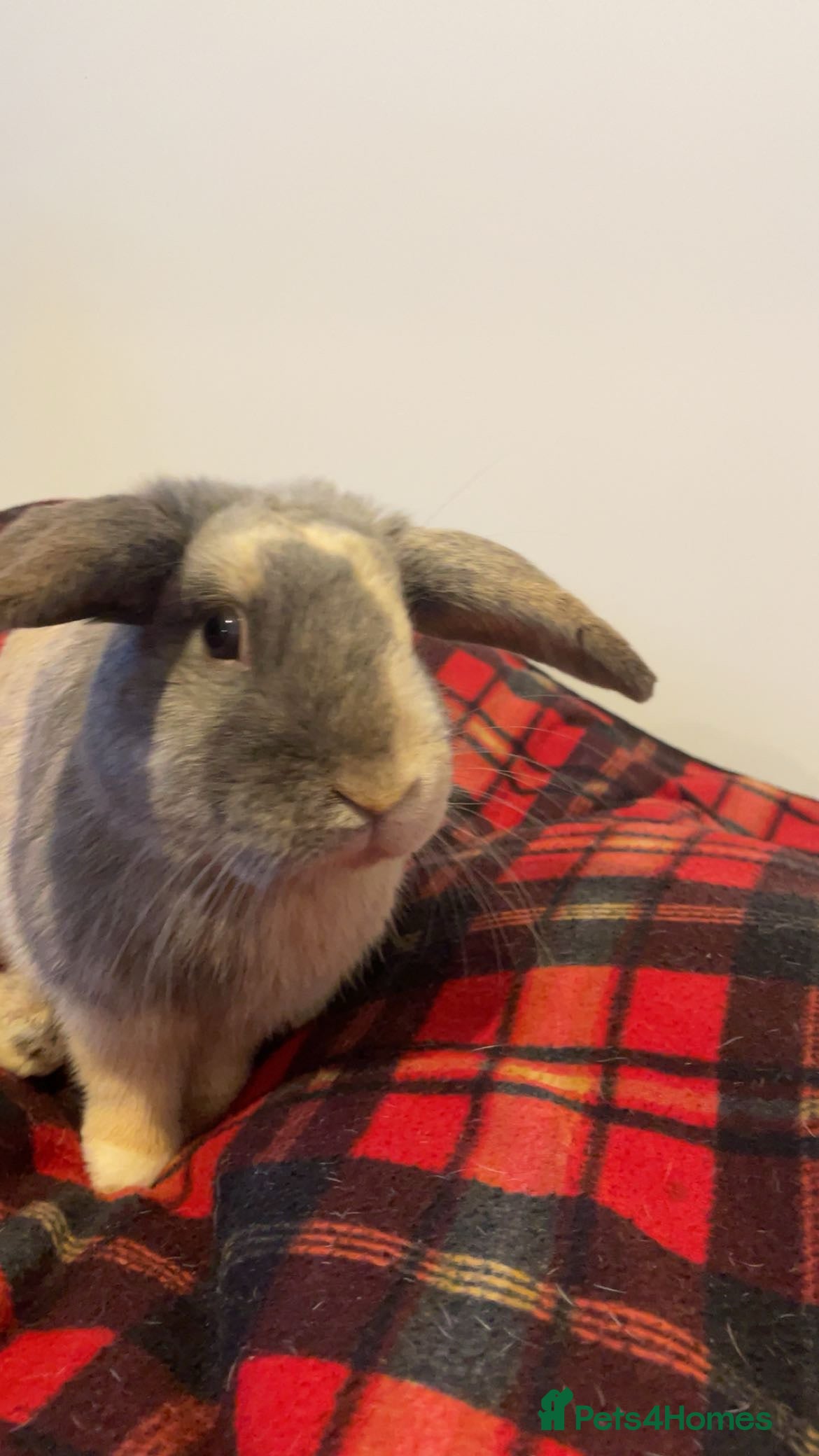 Mixed Breed rabbits Bugsy  in Preston - Advert 2