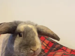 Mixed Breed rabbits Bugsy in Preston - Advert 2