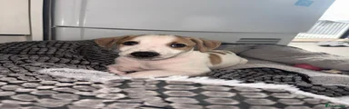 White and tan male 