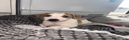 Mixed Breed dogs for sale: Collie whippet greyhound  - Advert 6