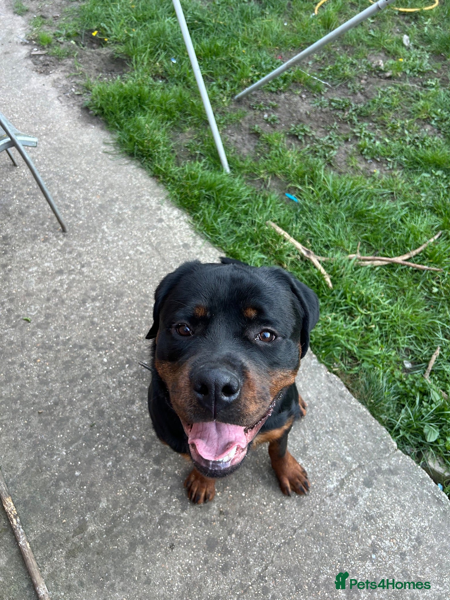 Rottweiler dogs Rottweiler  - Advert 2