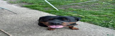 Rottweiler 1