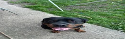 Rottweiler dogs for sale: Rottweiler  - Advert 1