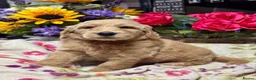 Mini Goldendoodle dogs for sale: F1 mini Goldendoodle puppies looking for homes  in Market Drayton - Advert 7