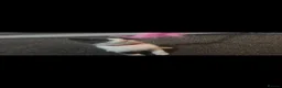 British Shorthair cats for sale: British short hair kittens - Advert 12
