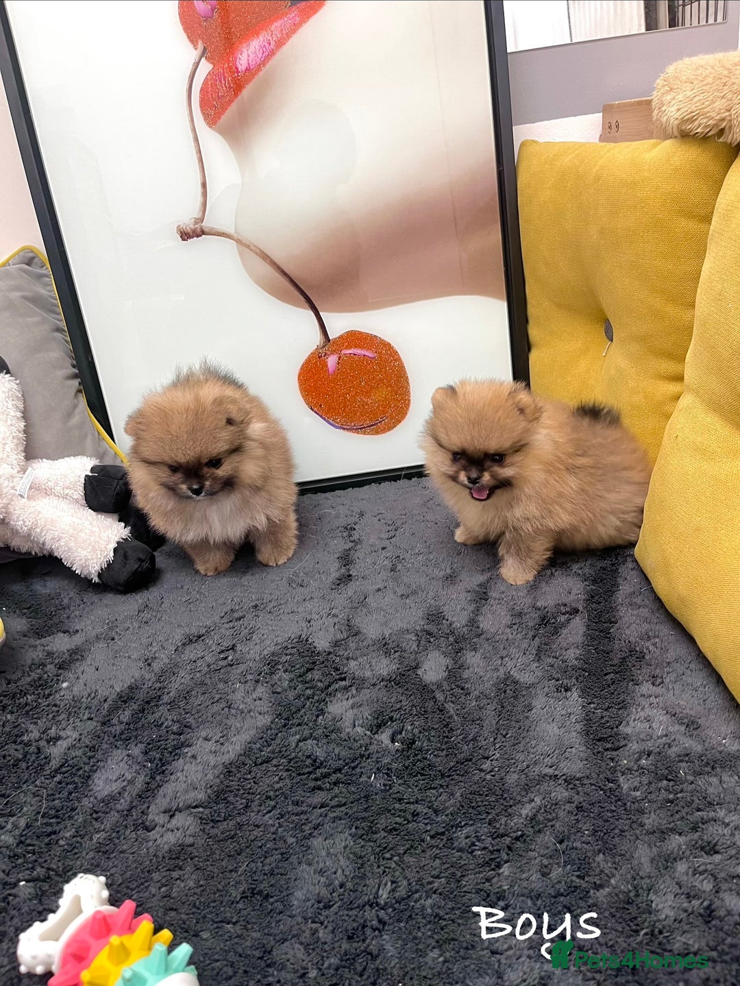 Pomeranian dogs for sale: 🔥🔝 Quality 🏆Championship 🧸Teddy Bears - Advert 16
