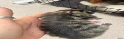 Mixed Breed cats for sale: Maine coon cross kittens  - Advert 6