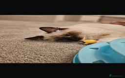 Ragdoll cats for sale: 11 month old ragdoll cat - Image 7