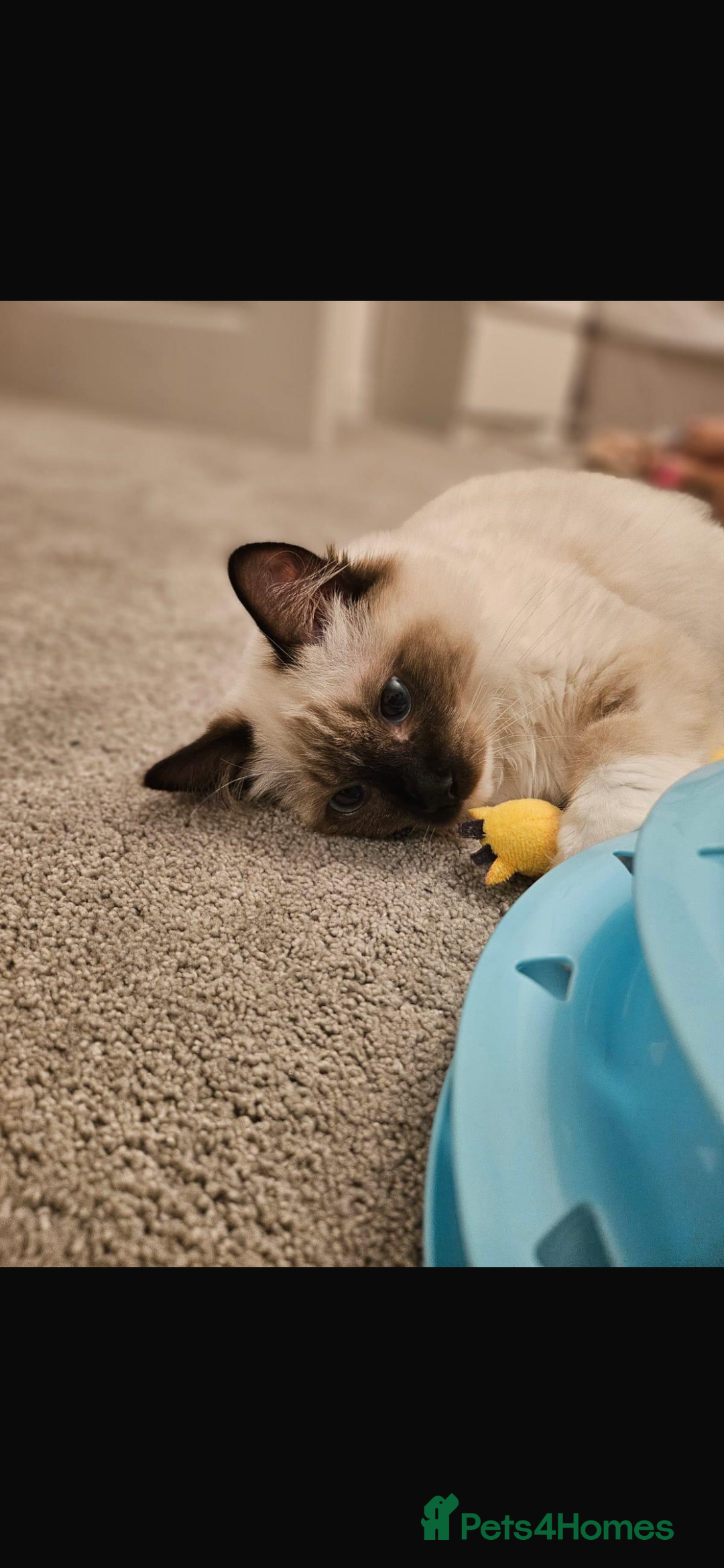 Ragdoll cats for sale: 11 month old ragdoll cat - Image 7