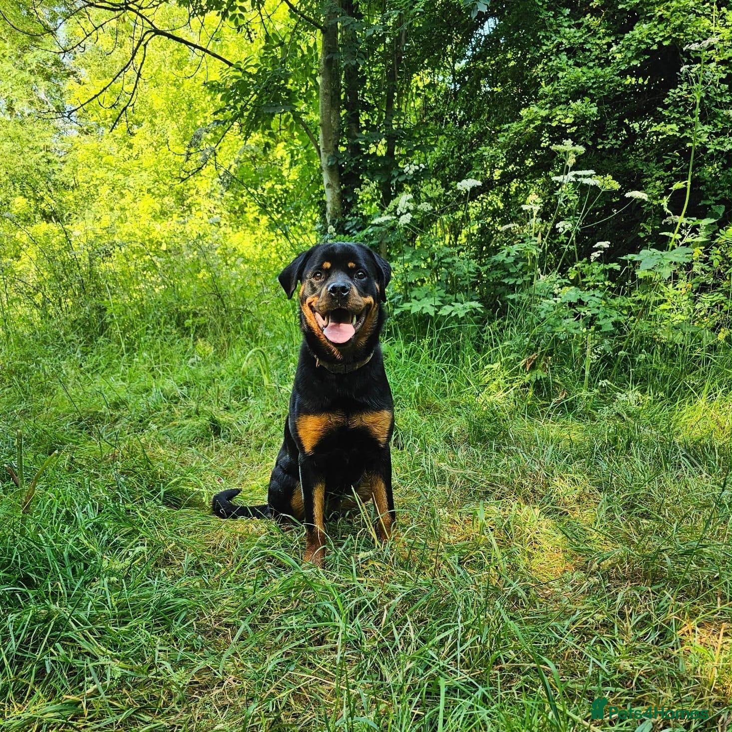 Rottweiler dogs Bambi - Advert 1
