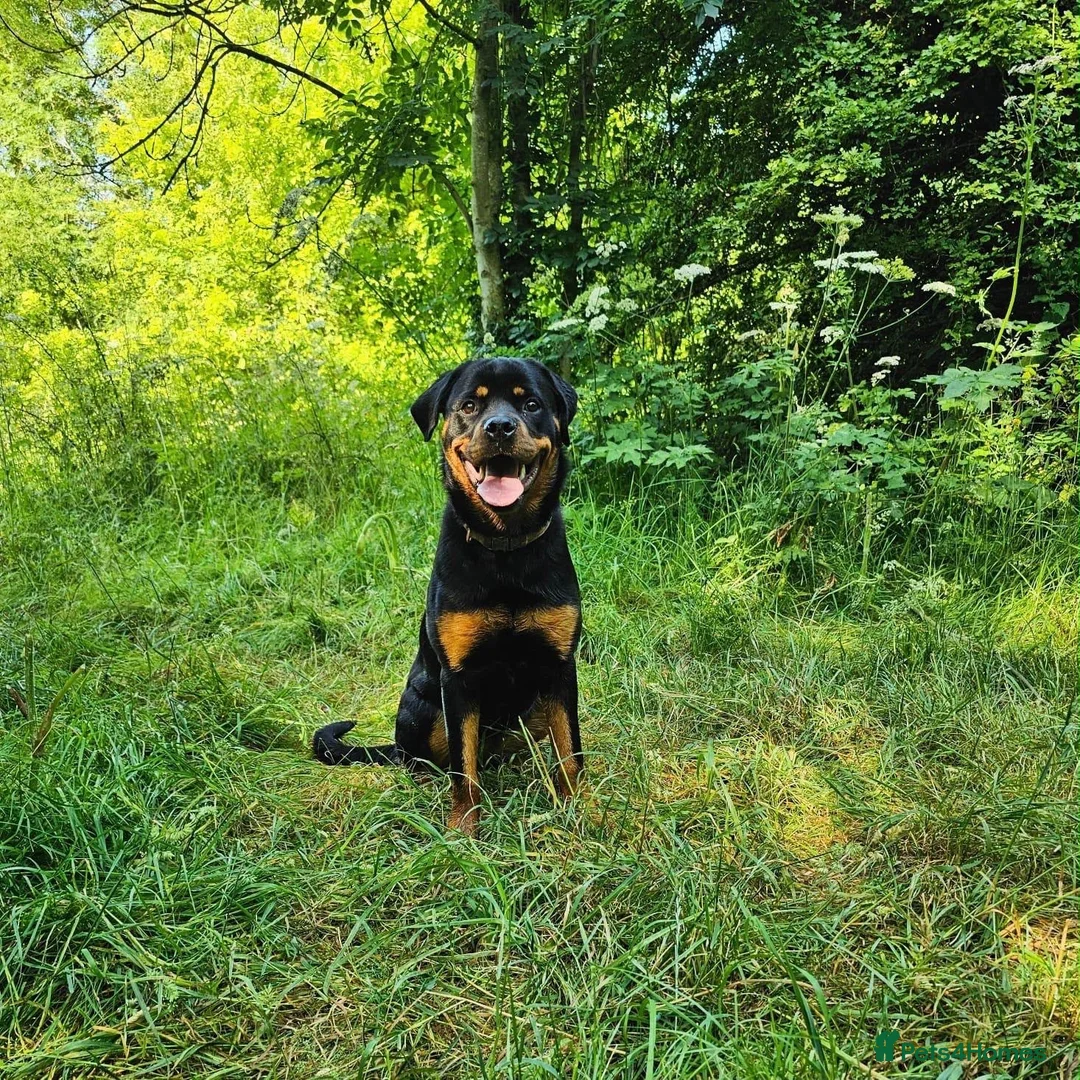 Rottweiler dogs for sale: Bambi - Advert 1