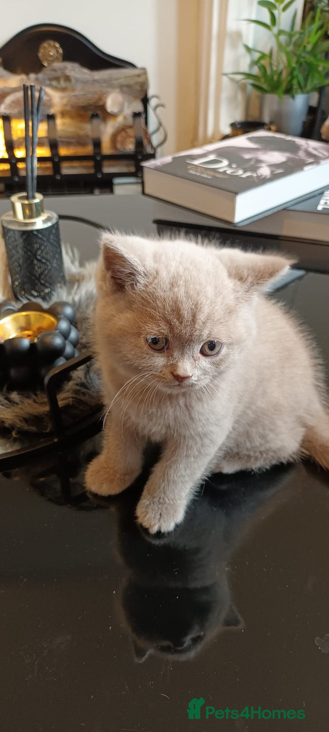 British Shorthair cats for sale: STUNNING BSH LILAC KITTENS 3 MALES/1 FEMALE  - Advert 6