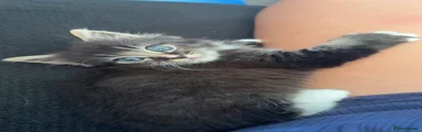 Mixed Breed 2