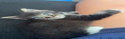 Mixed Breed cats for sale: 2 beautiful male kittens  - Advert 3