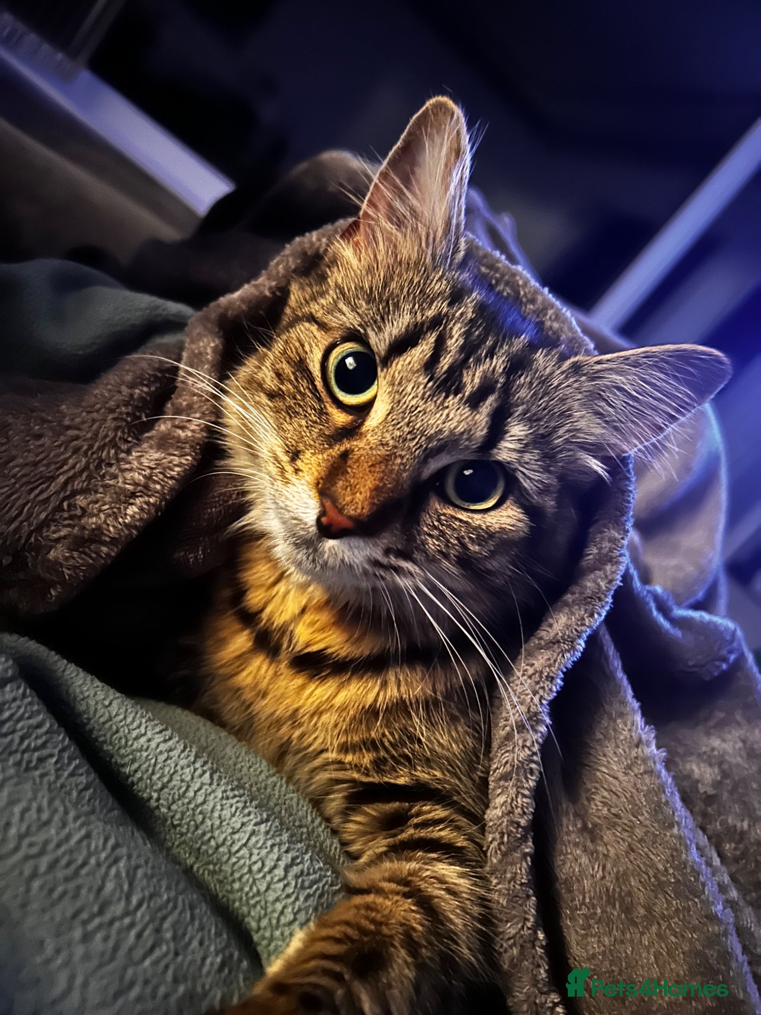 Mixed Breed cats mable - Advert 13