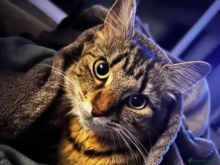 Mixed Breed cats mable - Advert 13