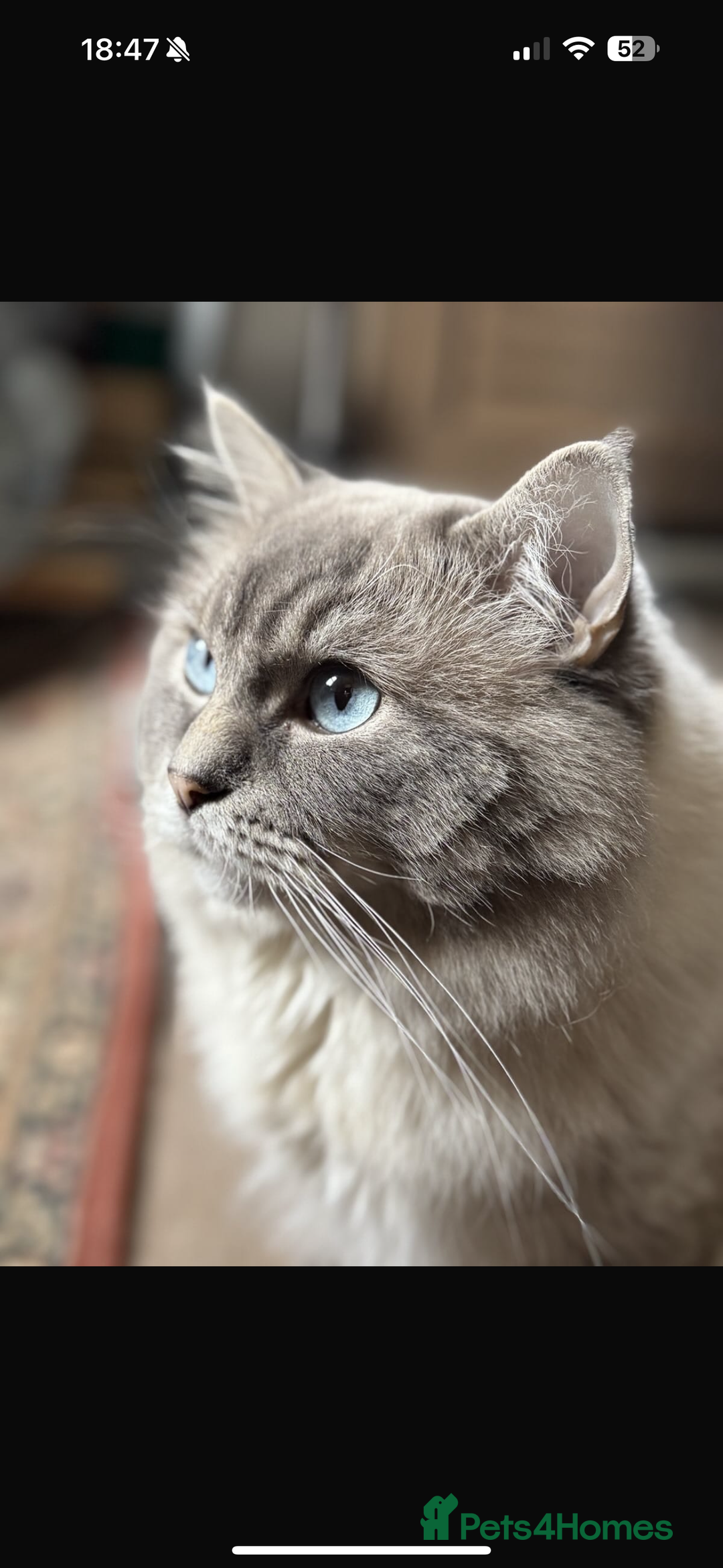 Ragdoll cats for sale: 2 Ragdoll babies available… NOW  - Advert 3