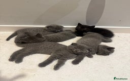 Scottish Fold cats for sale: Scottish Fold Kittens  - Image 1