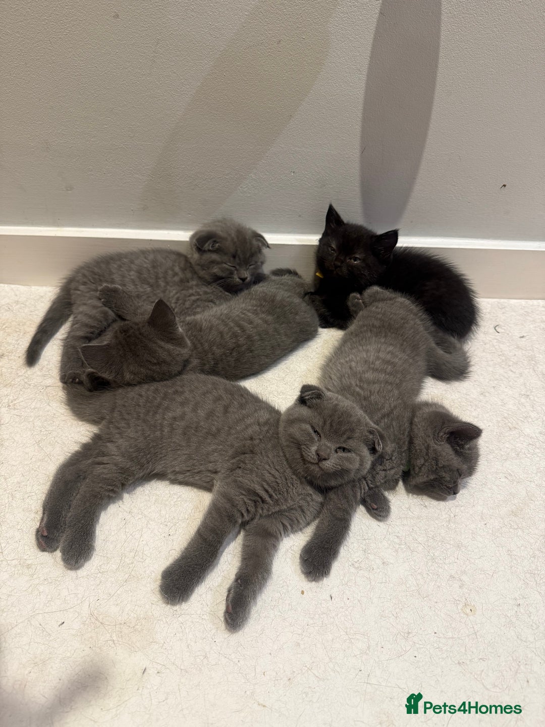 Scottish Fold cats for sale: Scottish Fold Kittens  - Image 1