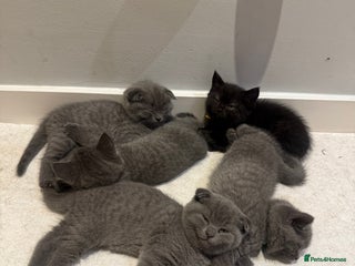 Scottish Fold cats - Advert 2