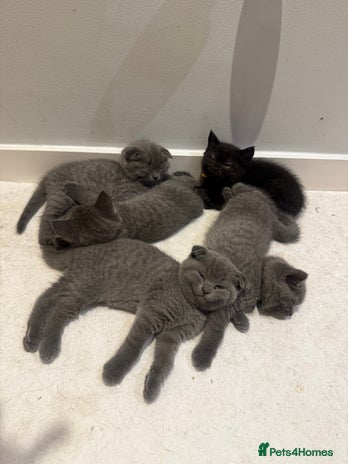 Scottish Fold cats - Advert 4