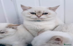 British Shorthair cats for sale: Beautiful Blue Gold & Choc Gold Colourpoint boys - Image 6