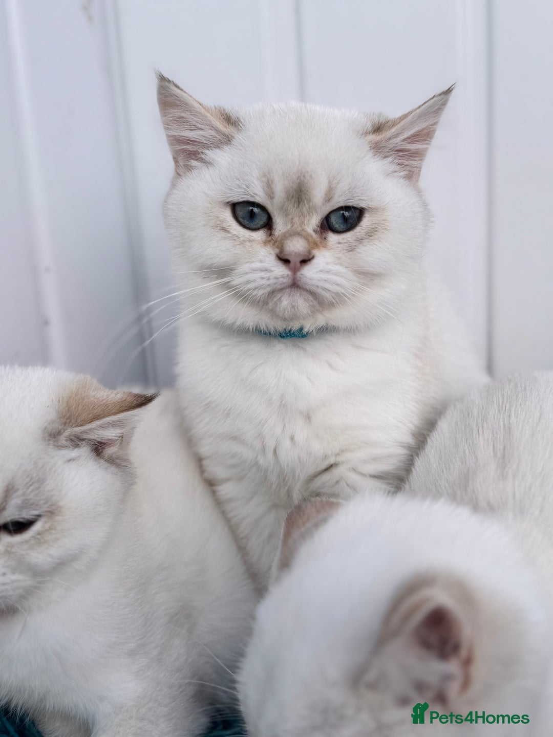 British Shorthair cats for sale: Beautiful Blue Gold & Choc Gold Colourpoint boys - Image 6