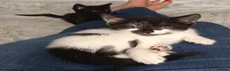 Mixed Breed cats for sale: Four Mixed Kittens - Advert 6