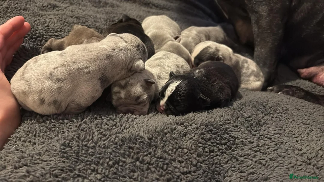 French Bulldog dogs for stud: blue Merle French bulldog stud  in Birmingham - Advert 10