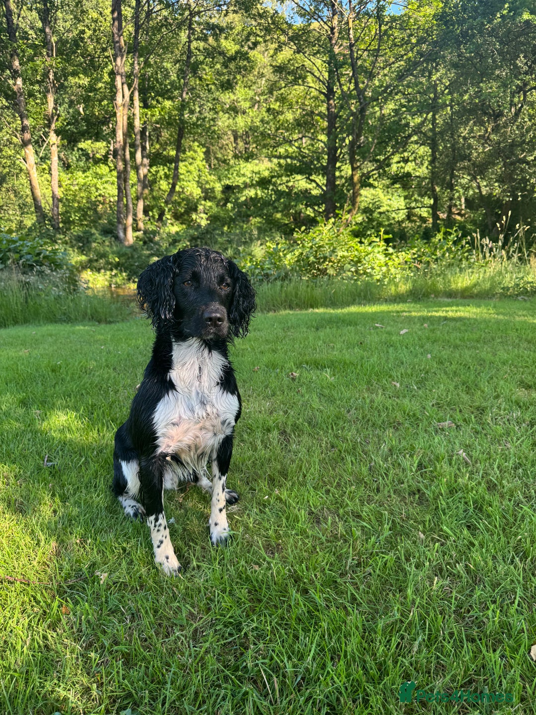 English Springer Spaniel dogs for stud: KCRegistered Working English Springer Spaniel Stud - Advert 2
