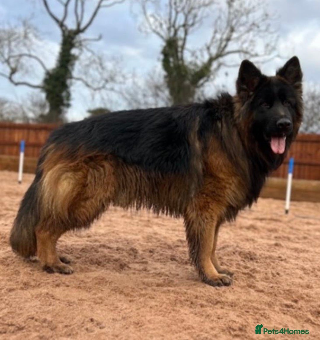 German Shepherd dogs for sale: Outstanding long haired Gsd pups  for sale  - Advert 7