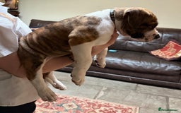 Boerboel dogs for sale: Ysterberg line Boerboel puppies  - Advert 8