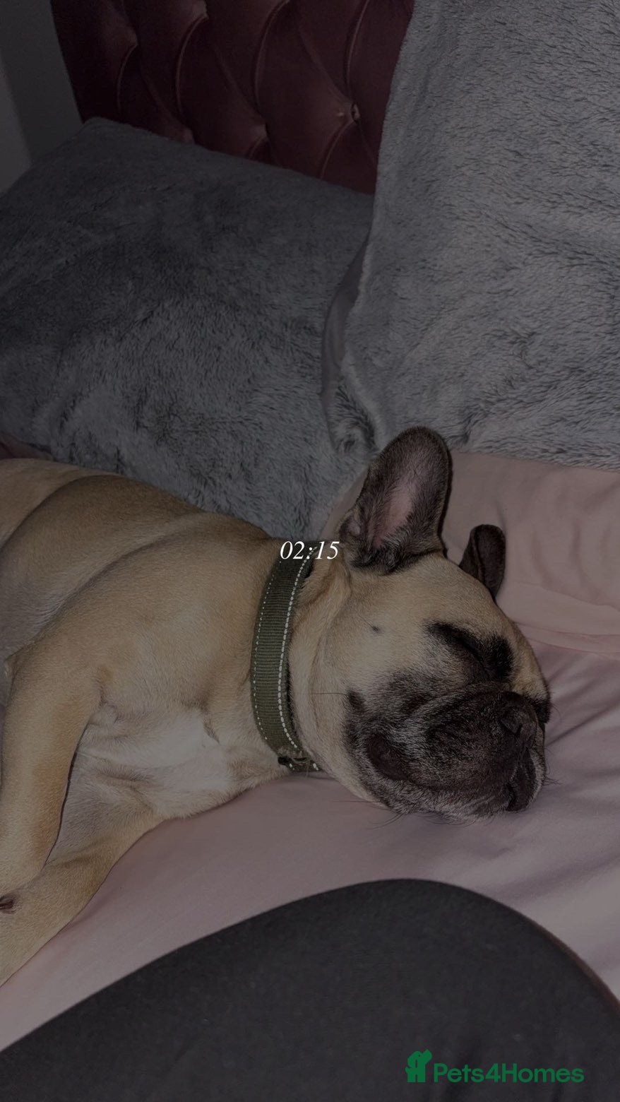 French Bulldog dogs bear (male french bulldog) - Advert 4
