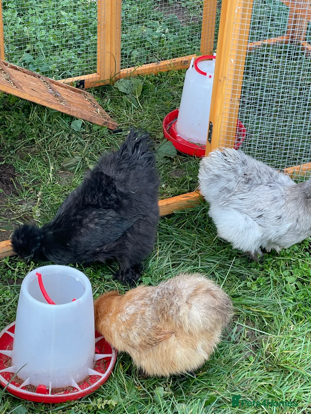 Chickens poultry for sale: 1 and 2 day old silkie chicks available  - Advert 6