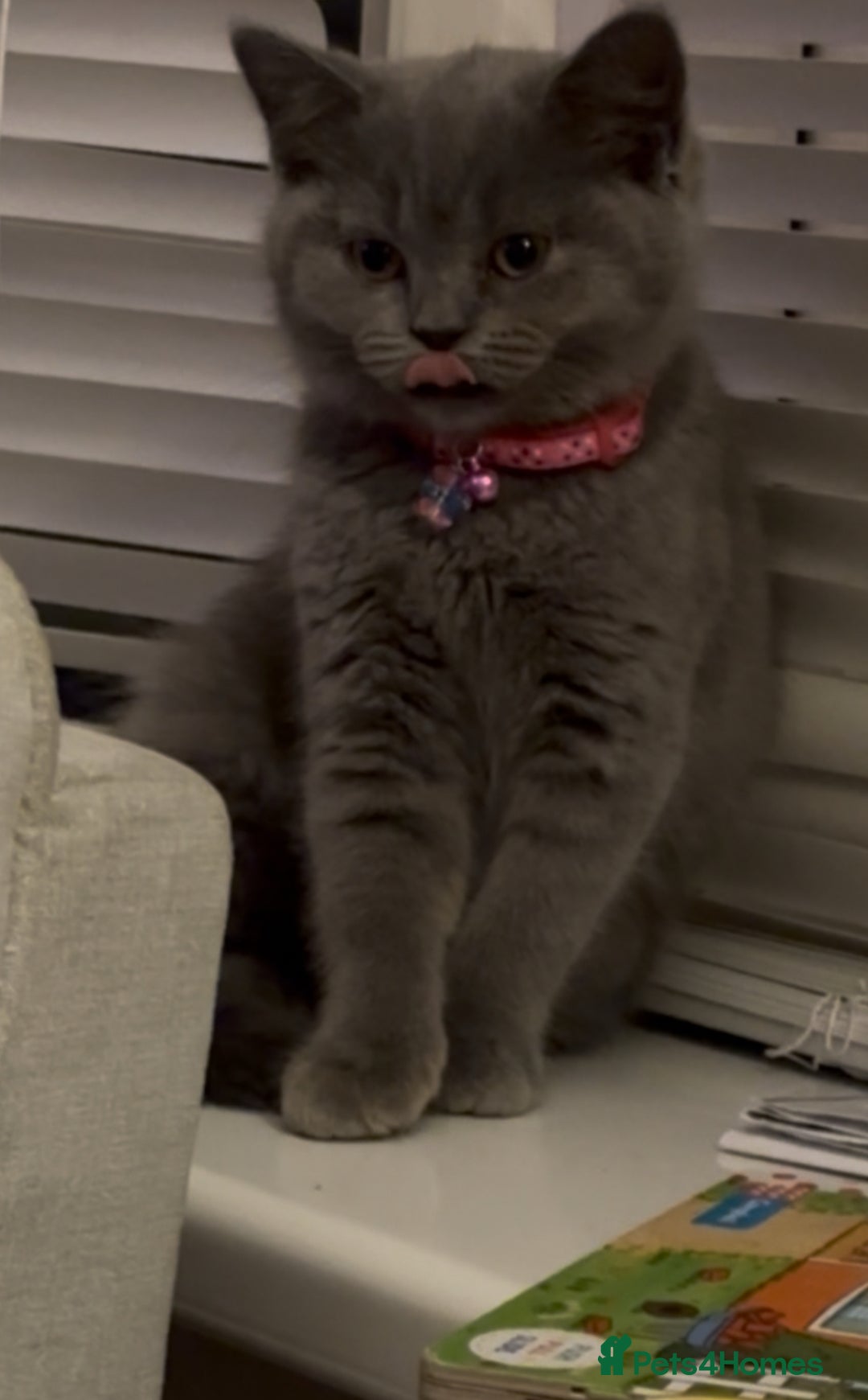 British Shorthair cats for sale: 6-Month-Old Female British Shorthair  - Advert 6