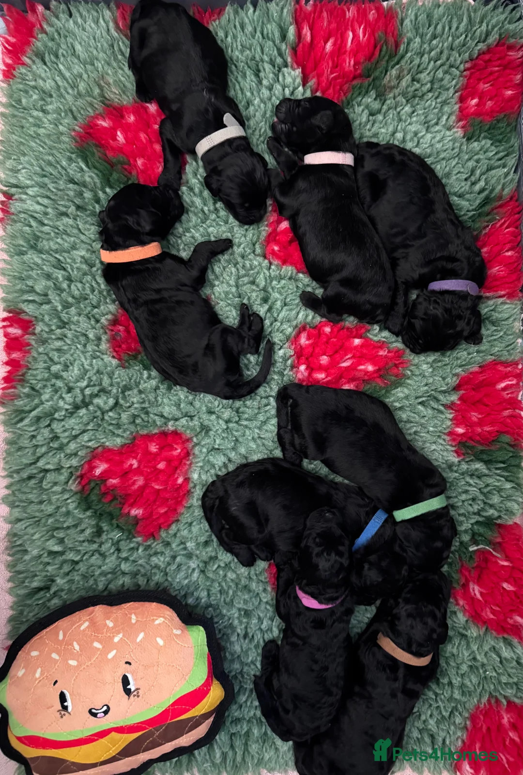 Newfypoo dogs for sale: 8 Beautiful F1 Newfypoo Puppies  in Dorchester - Advert 1
