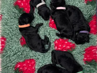 Newfypoo dogs 8 Beautiful F1 Newfypoo Puppies - Advert 1